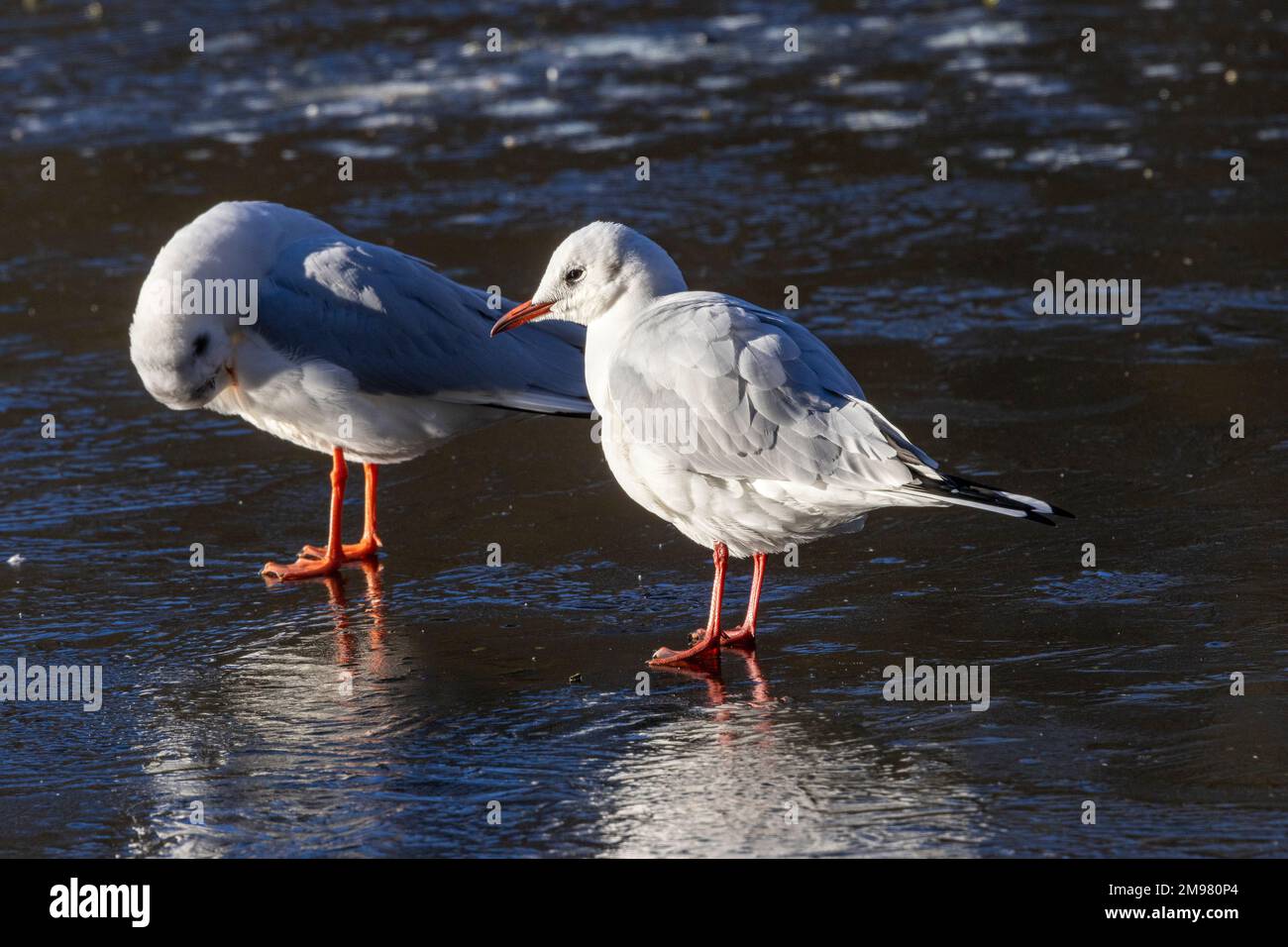 Black-headed Gulls relax on the ice of a frozen Mere. They lose the black head feathers in winter. Thei name-sake black head reappears in spring Stock Photo