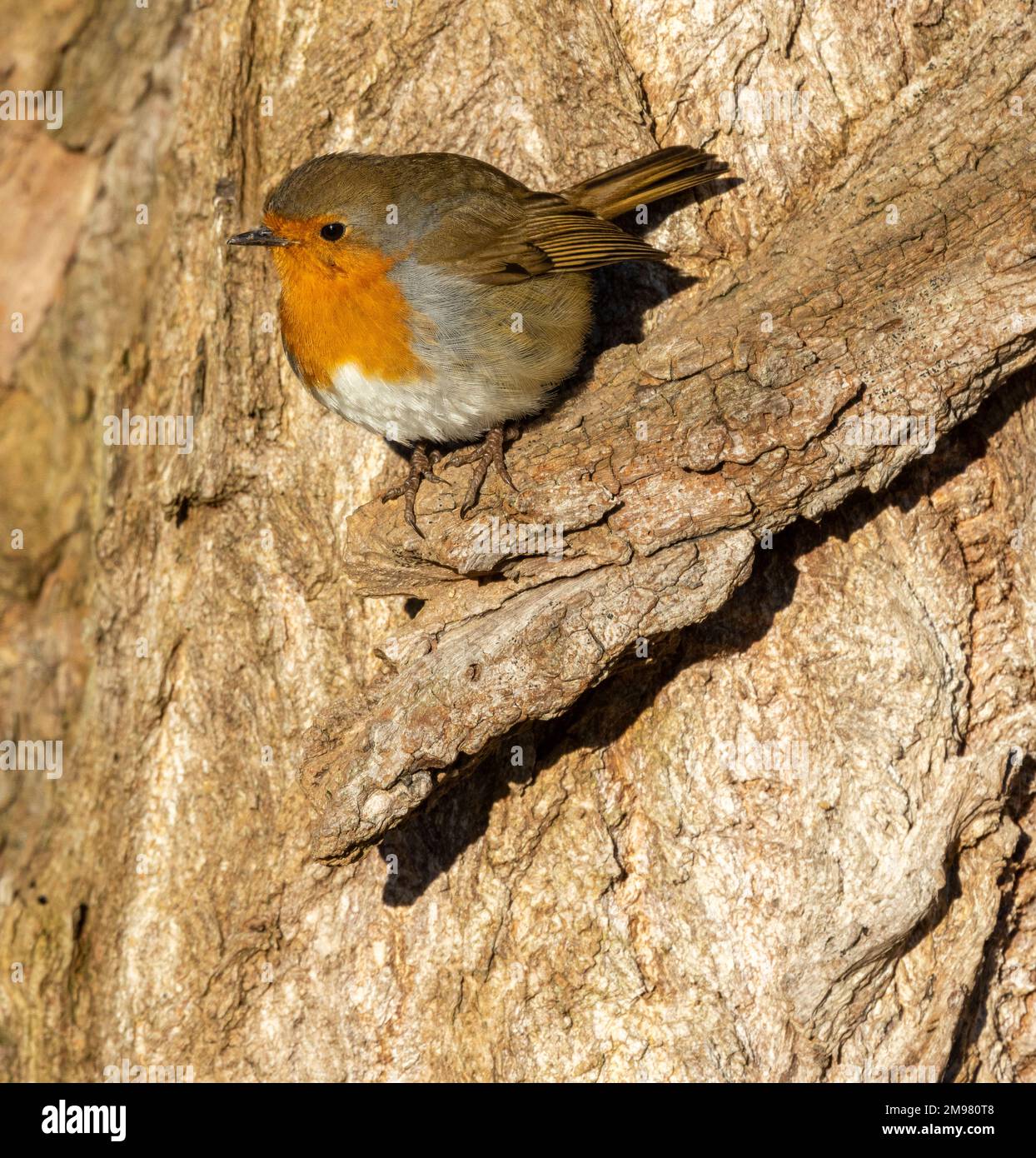A Robin suns itself in a sheltered spot on a cold winters' morning. Many Robins migrate from Scandinavia and Northern Europe to escape the cold. Stock Photo