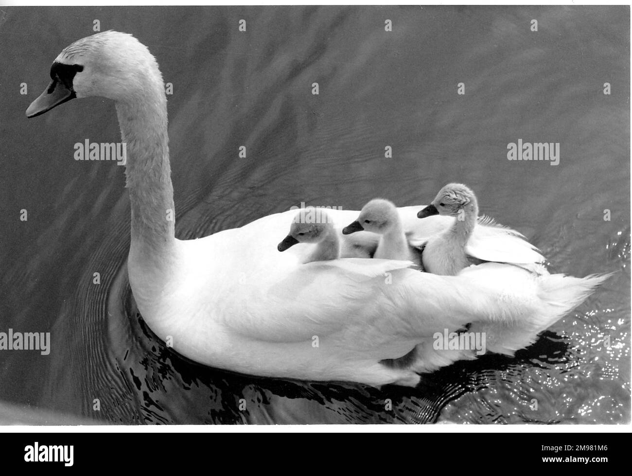 Three tiny enjoying a ride on their mother swan's back Stock