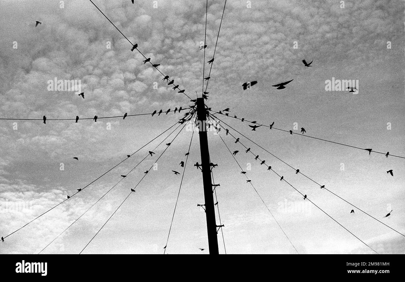 Telephone pole birds hires stock photography and images Alamy