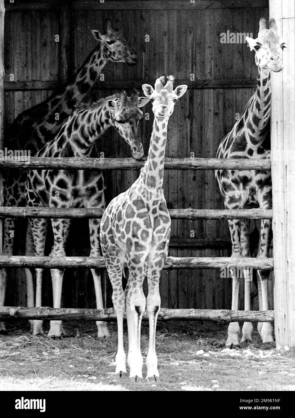 Young giraffe and adults in Woburn Wildlife Park, Bedfordshire, England