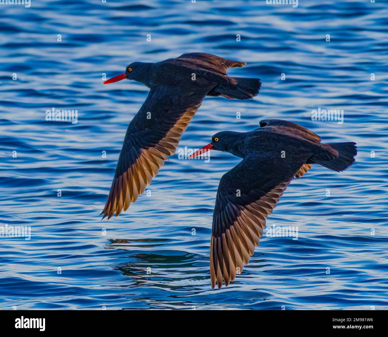 Two Oyster Catchers flying over ocean, British Columbia, Canada Stock