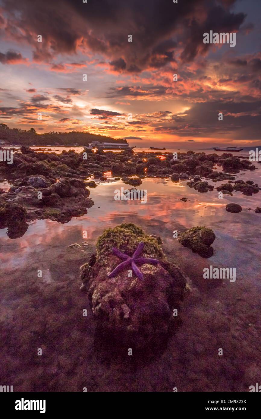 Starfish on a rock at sunset, Batangas, Calabarzon, Philippines Stock Photo