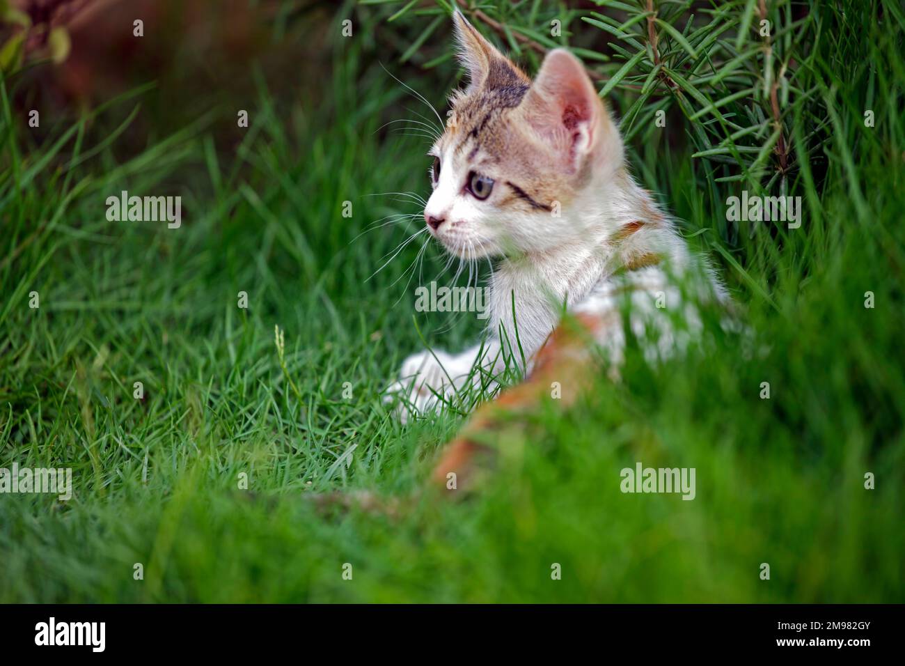 Close-up of a kitten lying in the grass, Riyadh, Saudi Arabia Stock Photo