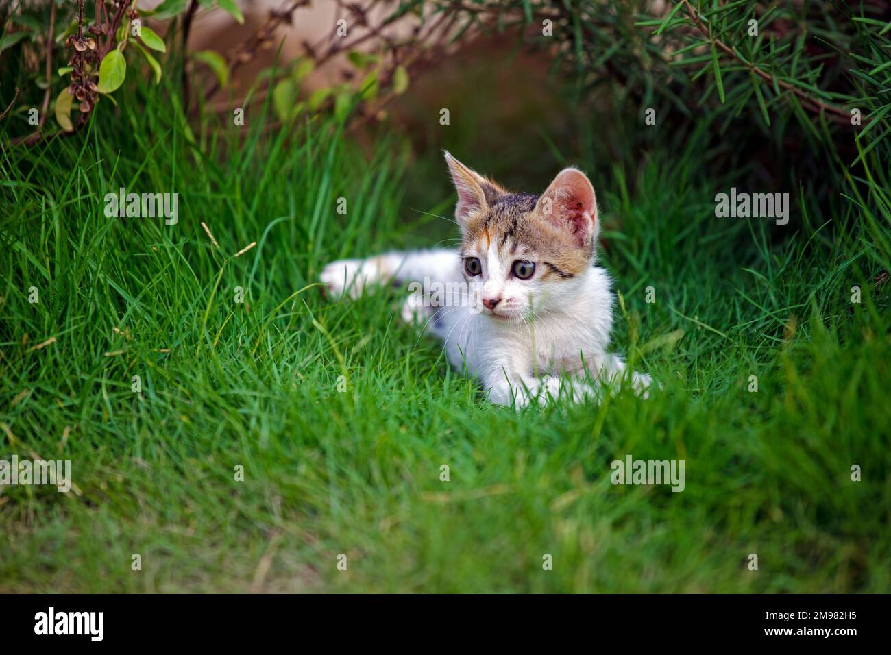 Close-up of a kitten lying in the grass, Riyadh, Saudi Arabia Stock Photo