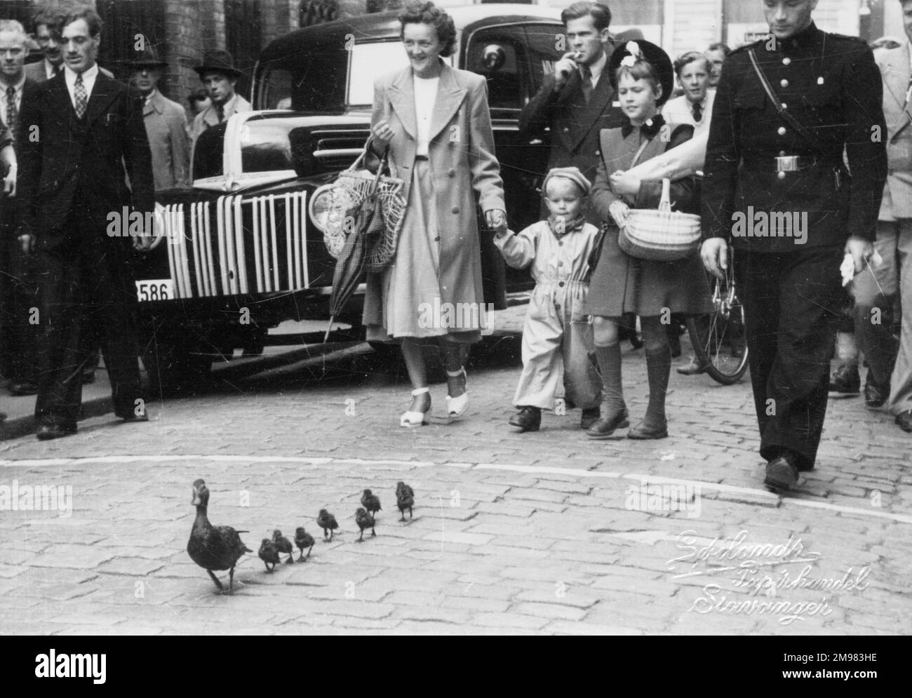 A Mummy duck and her family of baby ducklings receive a Police Escort as they stride confidently along the streets of Stavanger, Norway, gathering quite a crowd! Stock Photo