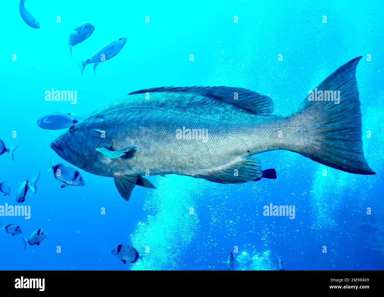 Mottled grouper - Mycteroperca rubra Stock Photo