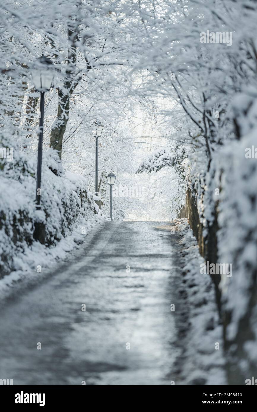 Straight road through winter forest, Salzburg, Austria Stock Photo