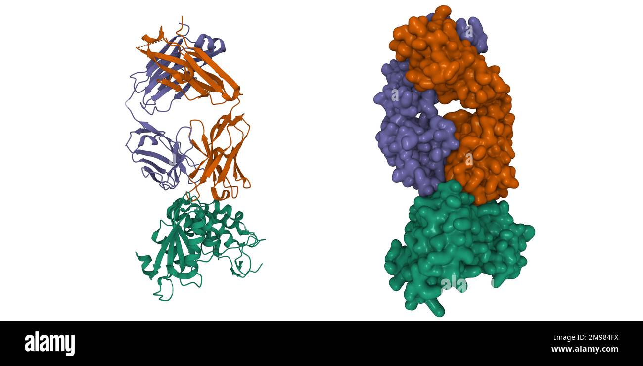 Crystal structure of CD38 (green) with a novel CD38-targeting antibody SAR650984 (isatuximab). 3D cartoon and Gaussian surface models, PDB 4cmh Stock Photo