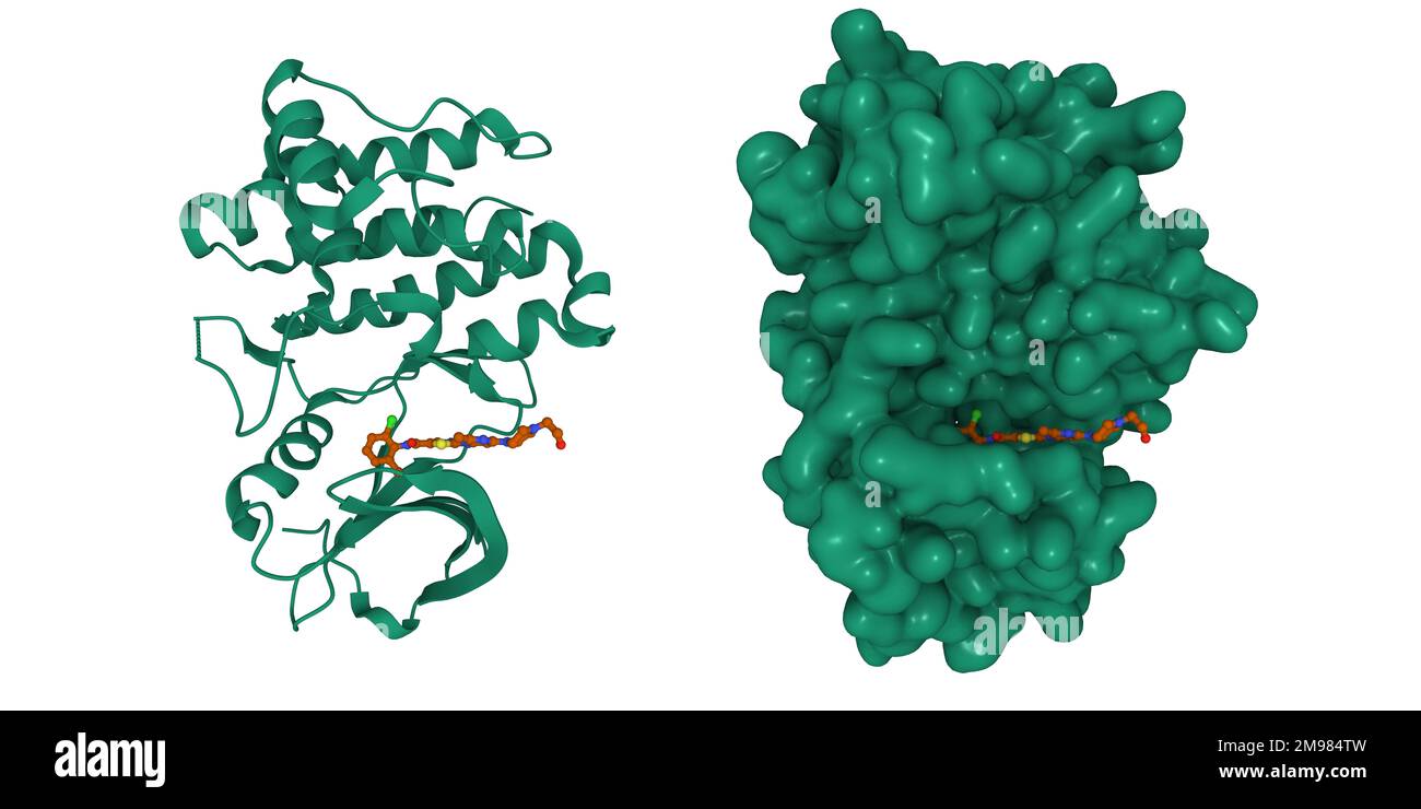 Lyn tyrosine kinase domain-dasatinib complex. 3D cartoon and Gaussian  surface models, PDB 2zva, white background Stock Photo - Alamy