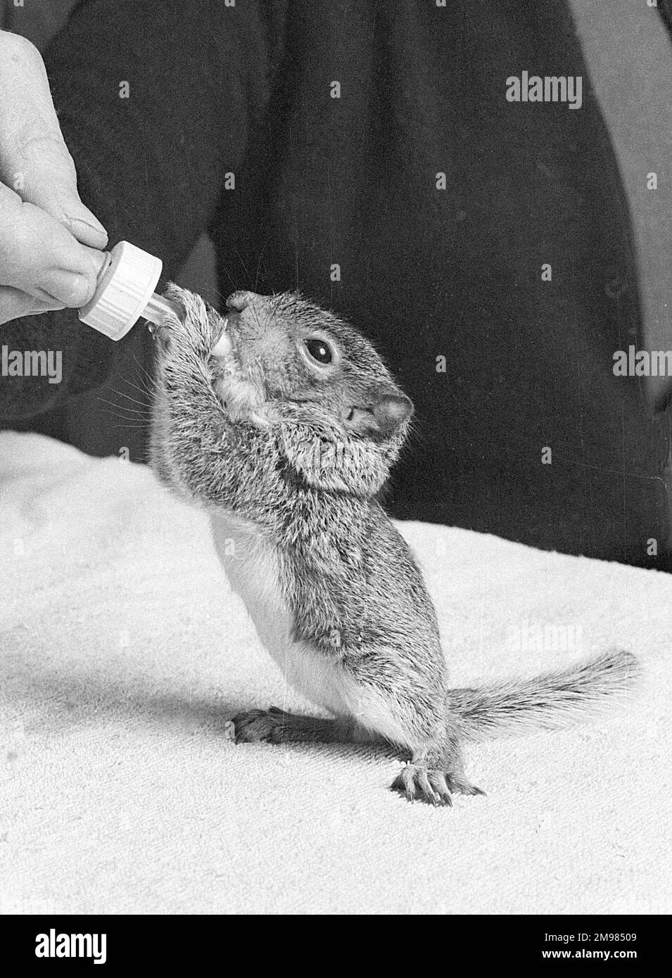 Feeding a baby squirrel, reared in the home Stock Photo - Alamy