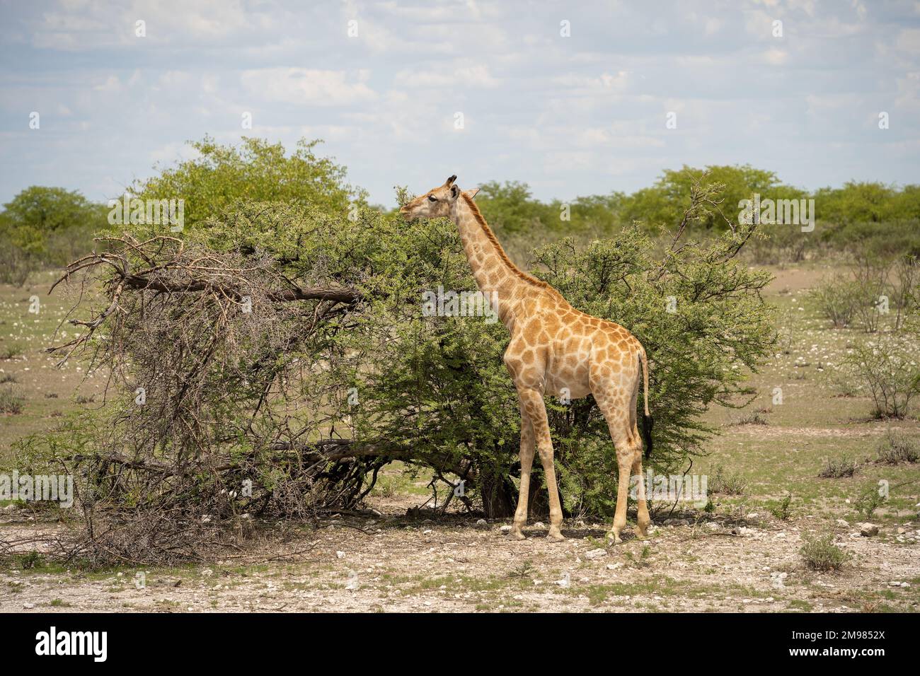 Giraffe in Etosha National Park, Namibia Stock Photo