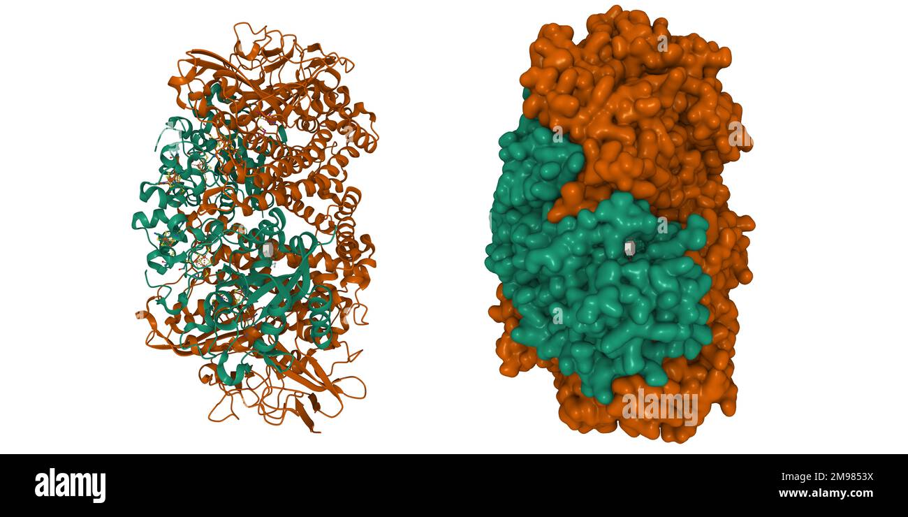 Structure of native hydrogenase (Hyd-1) from Escherichia coli. 3D cartoon and Gaussian surface models, entity id color scheme, PDB 6fpo Stock Photo