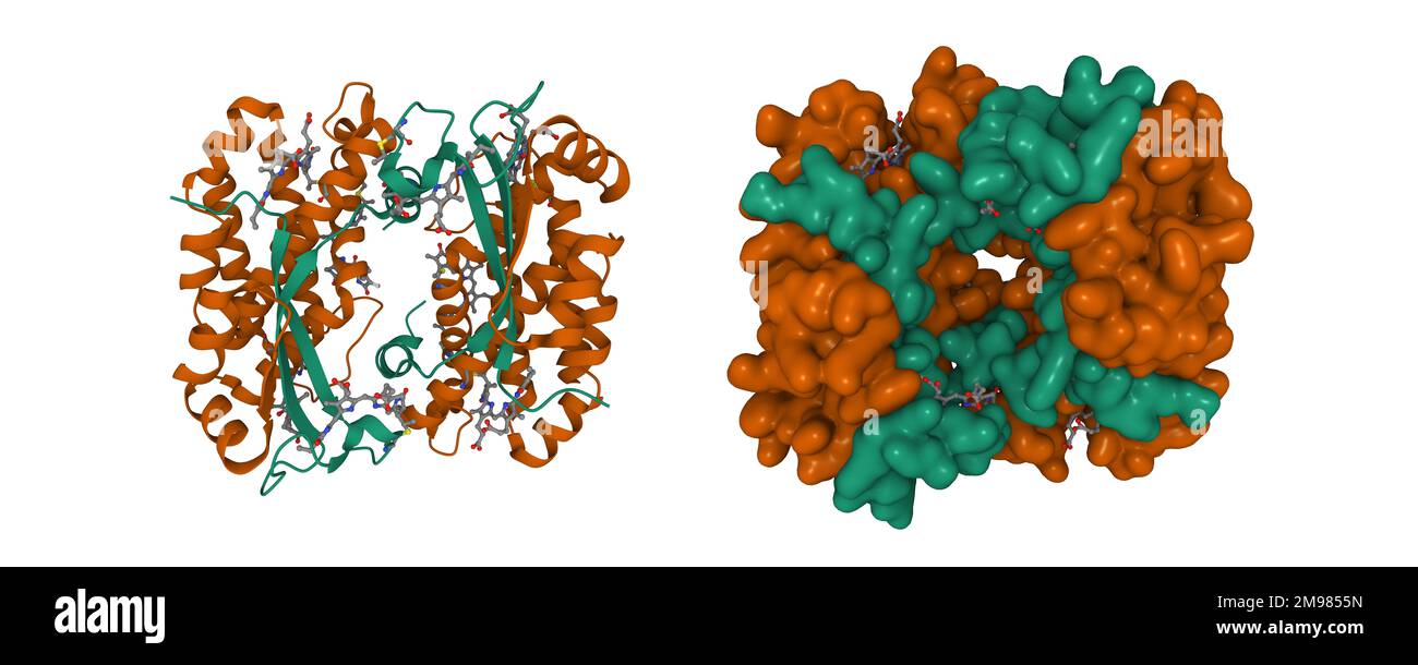 Structure of the light harvesting complex PC577 from Hemiselmis pacifica. 3D cartoon and Gaussian surface models, entity id color scheme, PDB 7s96 Stock Photo