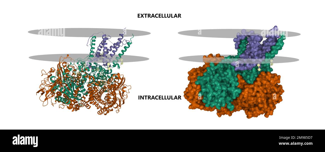 Structure of E. coli hydrogenase-1 in complex with cytochrome b. 3D cartoon and Gaussian surface models, entity id color scheme, PDB 4gd3 Stock Photo