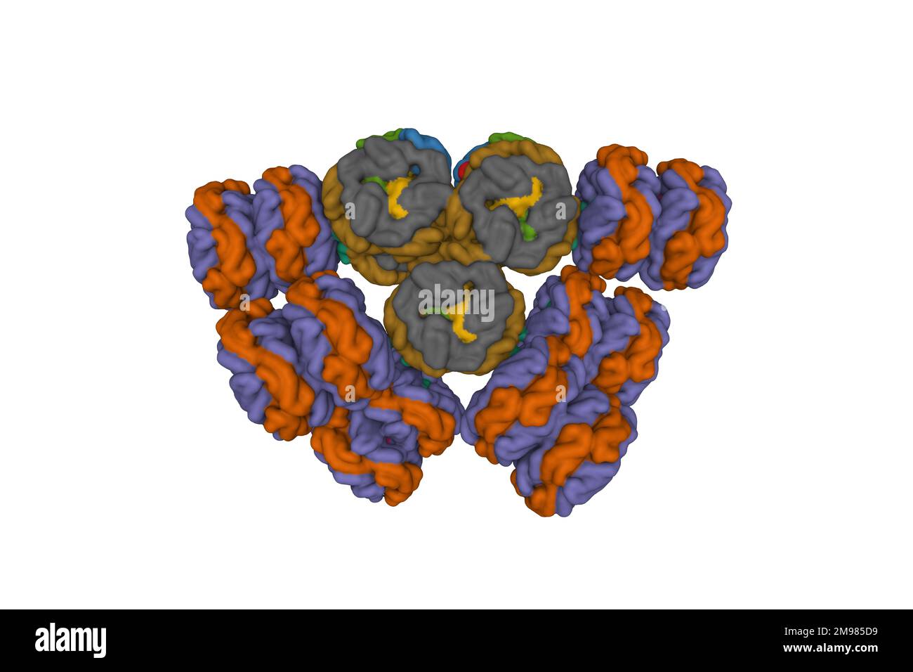 Cryo-EM structure of cyanobacterial phycobilisome from Synechococcus sp. PCC 7002. 3D Gaussian surface model, entity id color scheme, PDB 7ext Stock Photo