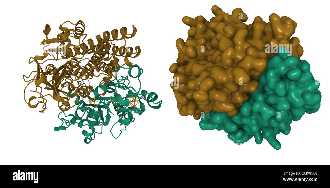 Structure of the oxidized form of Ni-Fe hydrogenase of Desulfovibrio gigas. 3D cartoon and Gaussian surface models, entity id color scheme, PDB 2frv Stock Photo