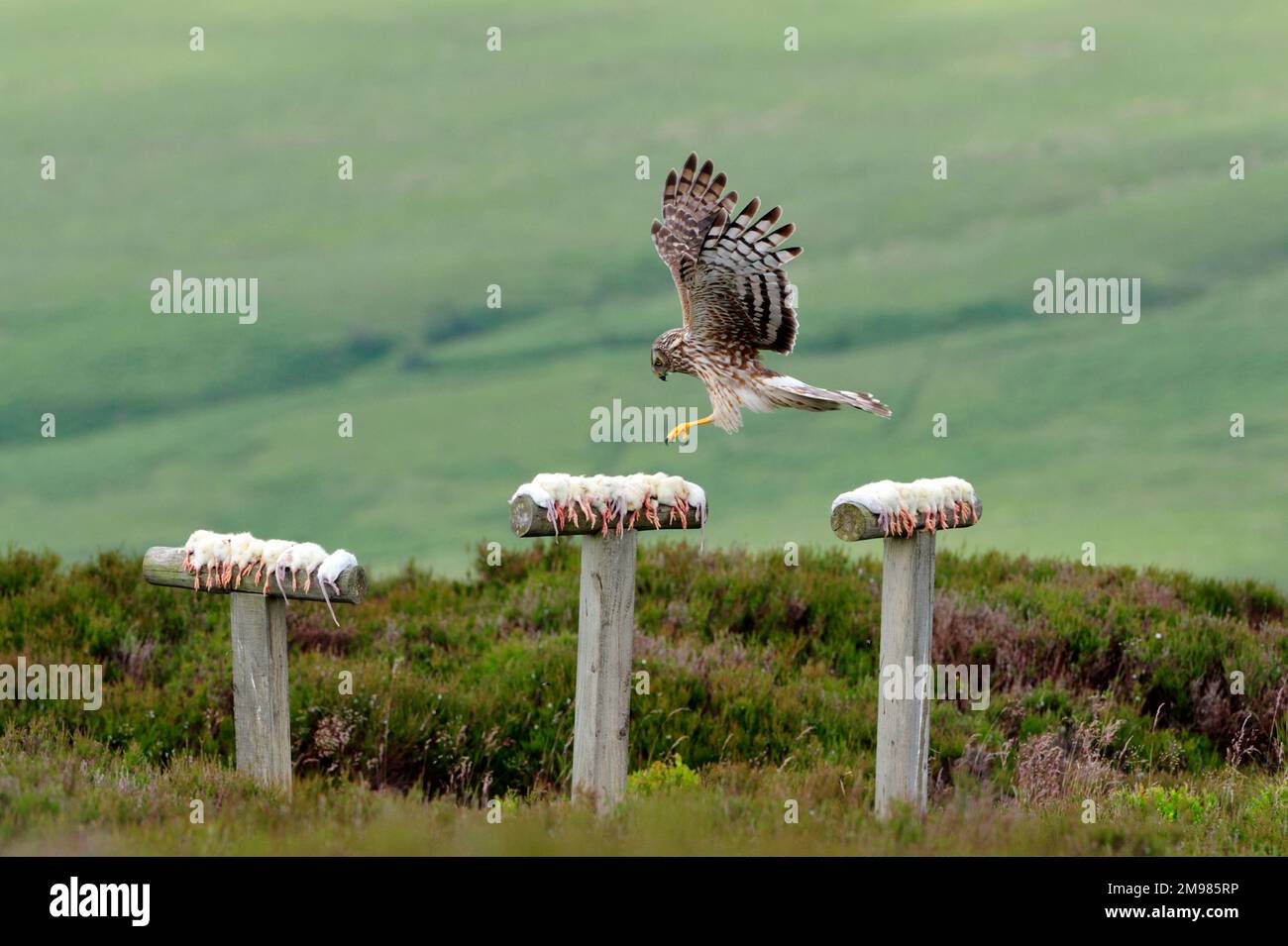 Hen Harrier (Circus cyaneus) female bird at diversionary feeding site