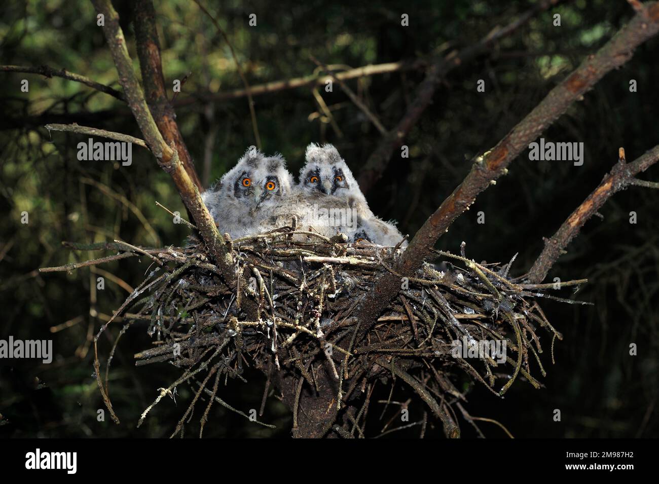Long-eared Owl (Aiso otus) tree grown chicks in nest in commercial