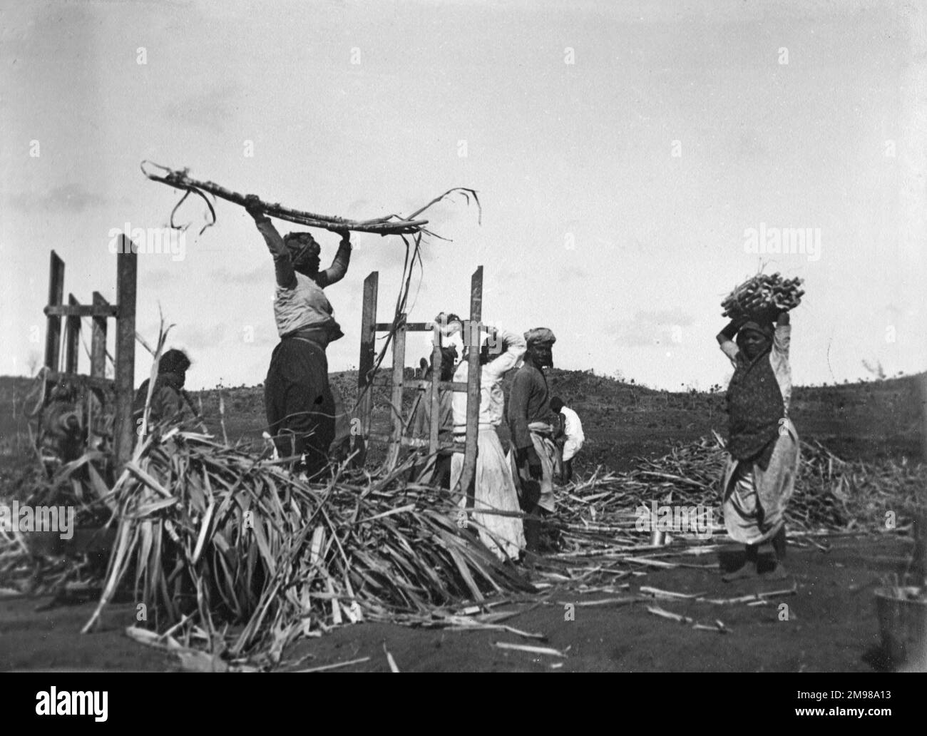 Workers in the sugar fields, Fiji, South Pacific. Date circa 1900s