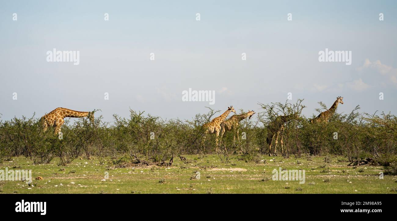 Giraffe in Etosha National Park, Namibia Stock Photo