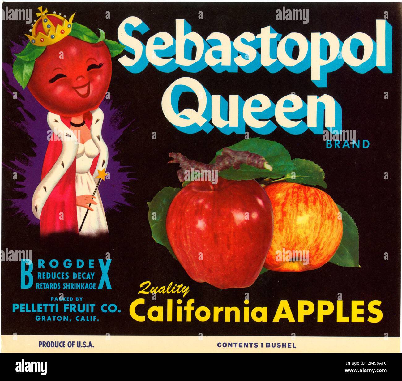 Label design, Sebastopol Queen Quality California Apples. Stock Photo