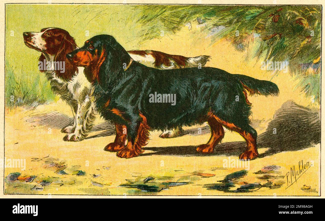 Two spaniels. Stock Photo