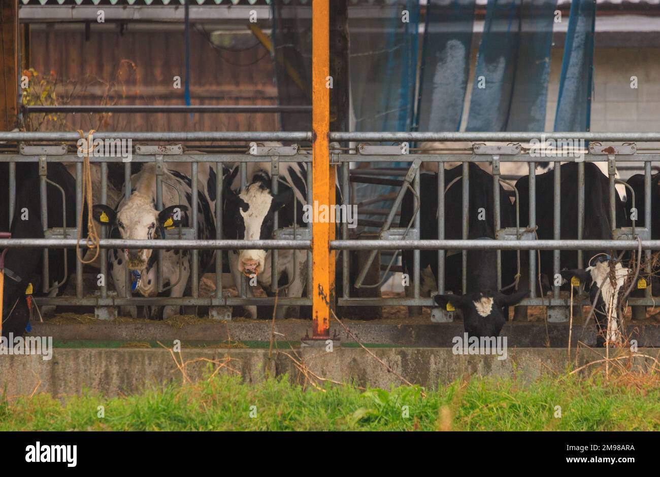 Cows Behind Bars Eating Feed from Trough at Industrial Cattle Farm Stock Photo