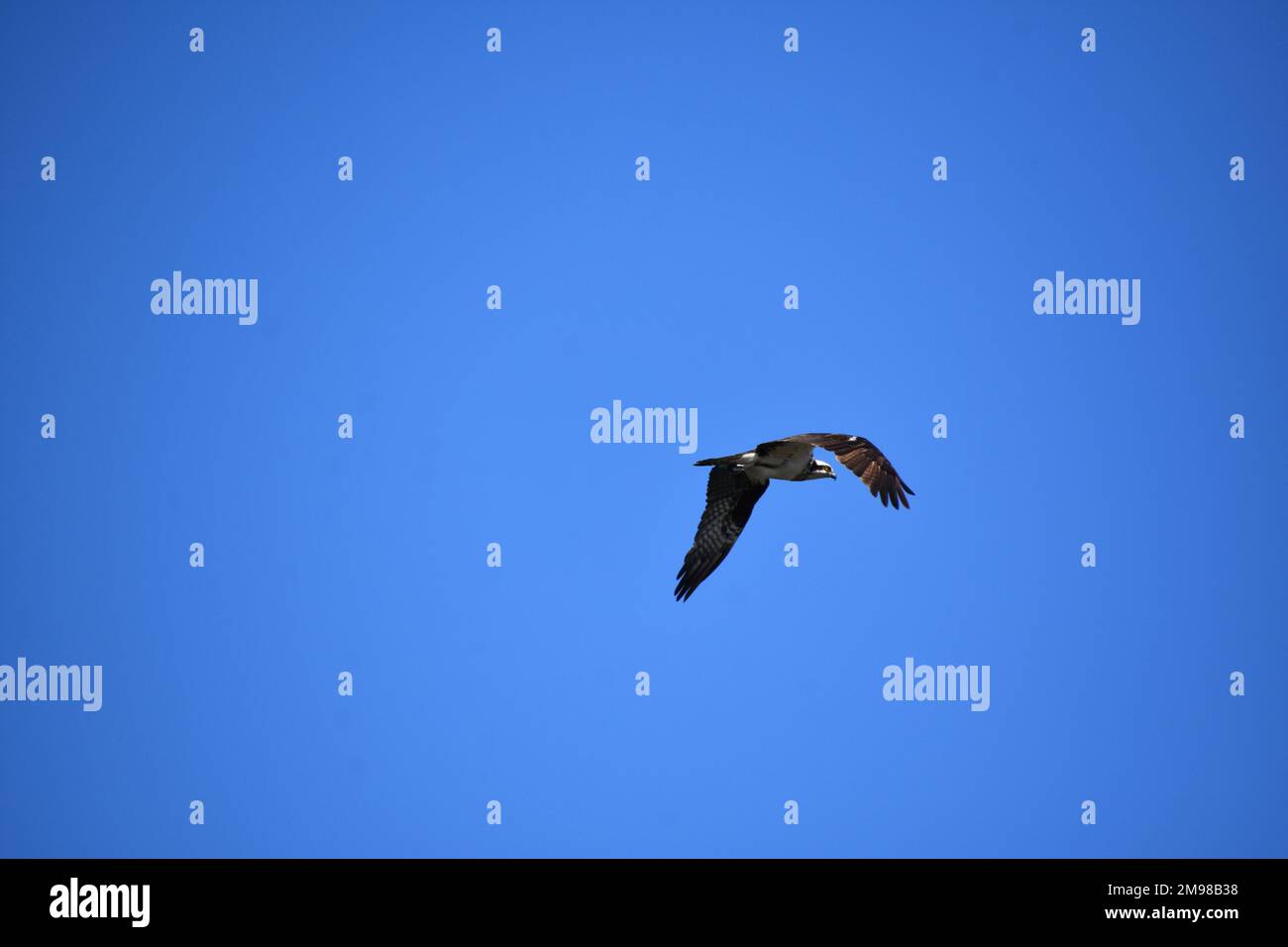 Beautiful osprey bird flapping his wings in flight in the summer Stock