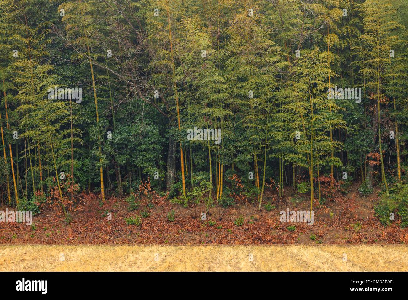 Bamboo forest in cold weather hires stock photography and images Alamy