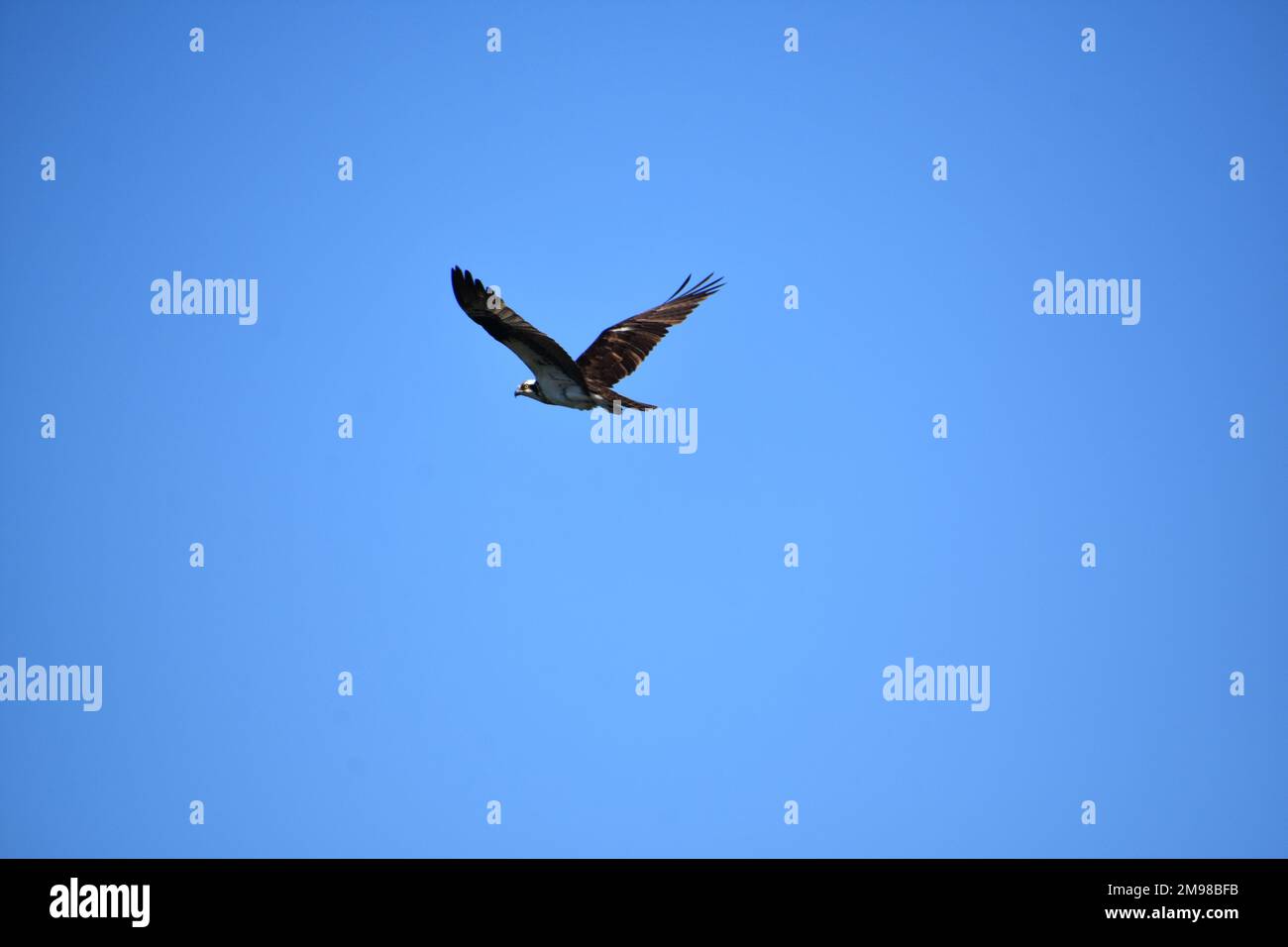 Osprey bird with wings spread out in flight in a blue sky Stock Photo ...