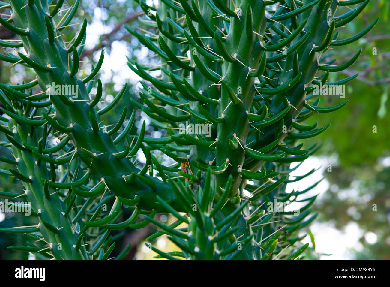 Austrocylindropuntia subulata. Eve's Needle Cactus. Close up of needles and leaves of cactus. Close up of succulent species Stock Photo