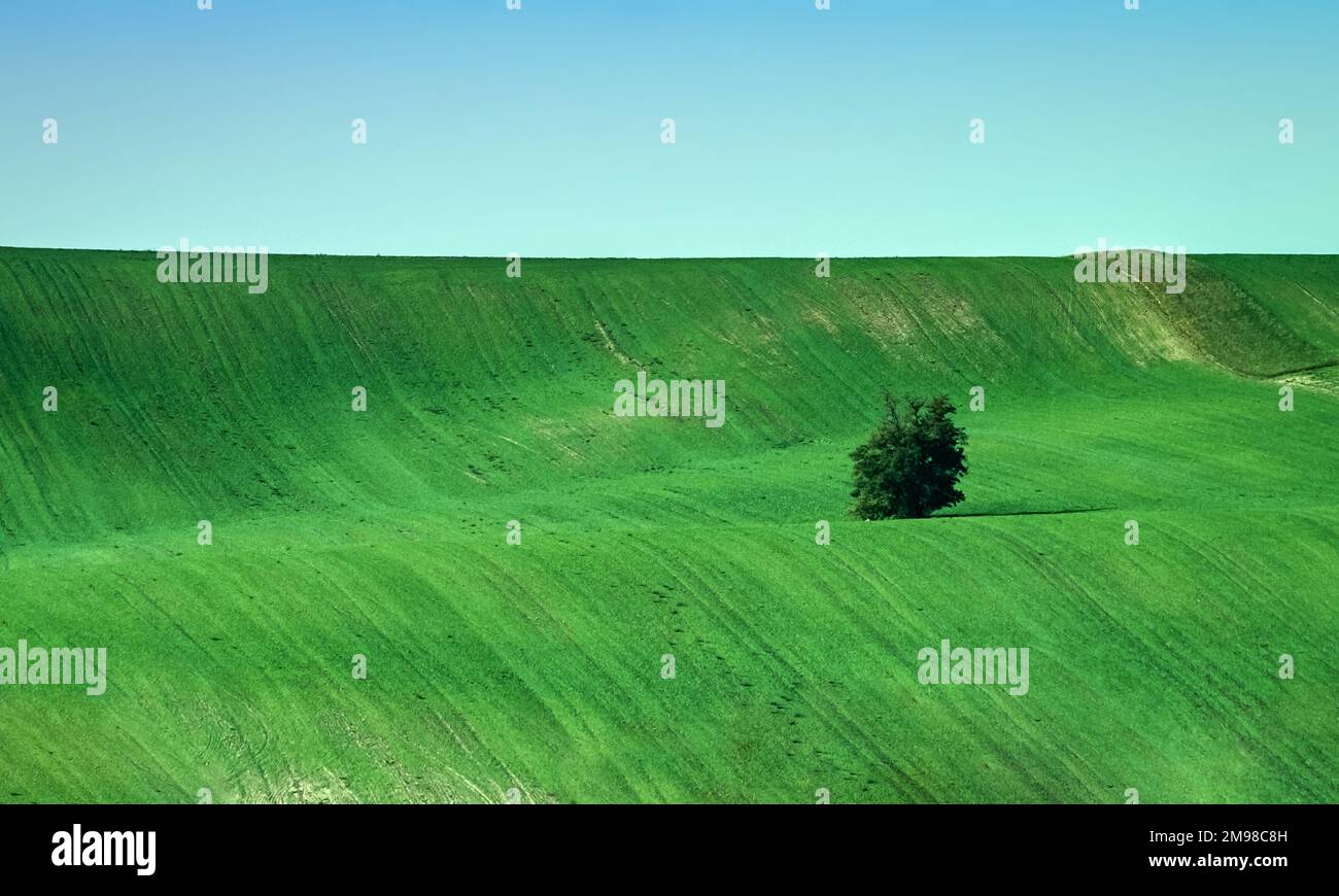 Lonely tree among fields hi-res stock photography and images - Alamy