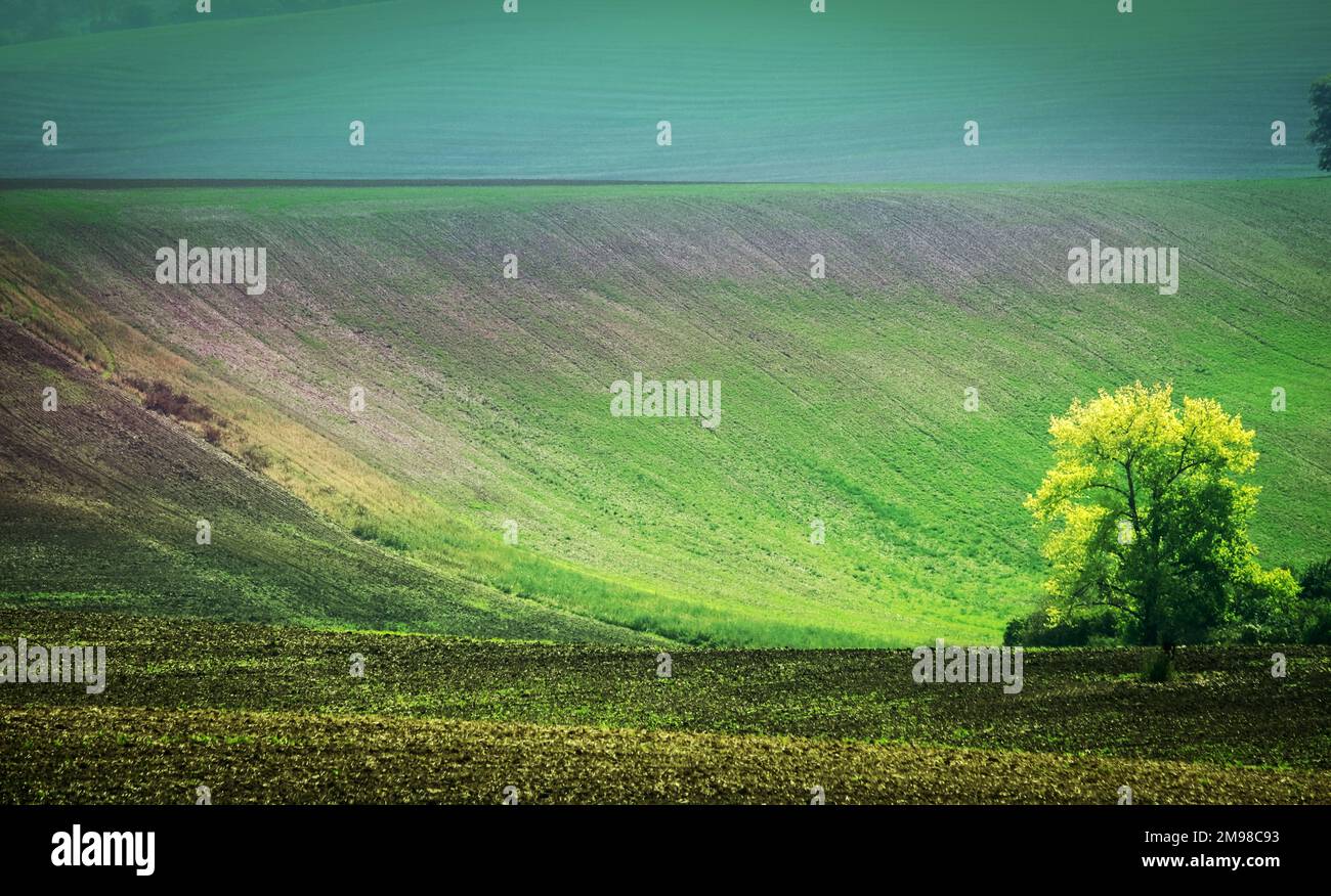 Lonely tree among fields hi-res stock photography and images - Alamy