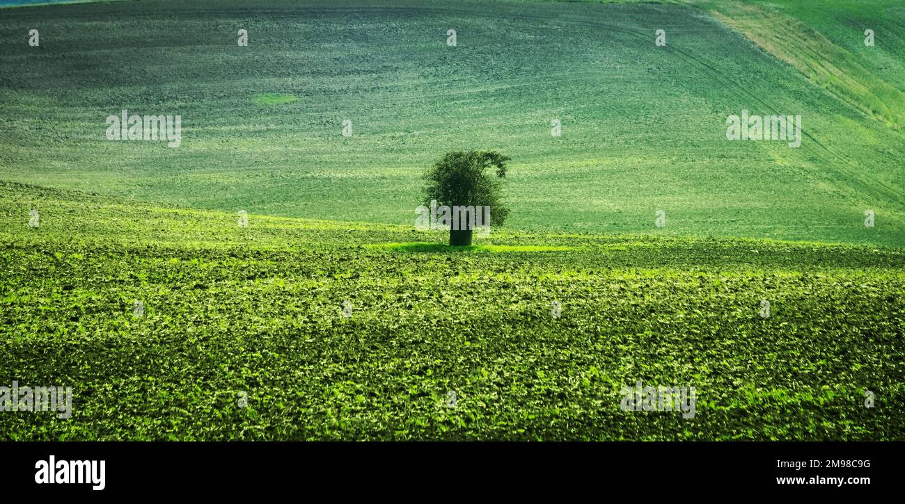 Lonely tree among fields hi-res stock photography and images - Alamy