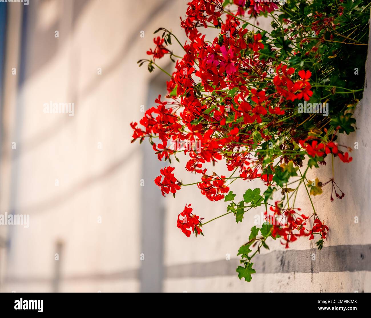 Side view of little red flowers bush on the window sill Stock Photo Alamy
