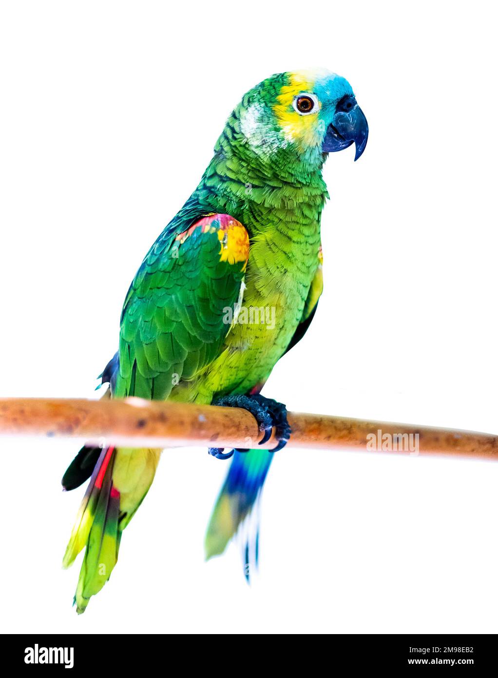 Animals parrots Cut Out Stock Images & Pictures - Alamy