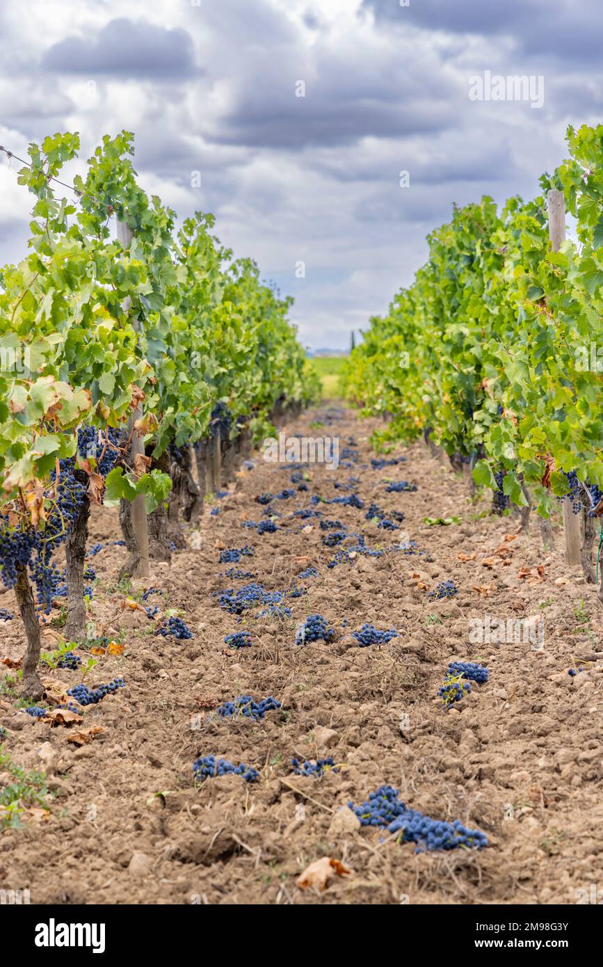 Reduction of ripening grapes to produce highest quality wines in