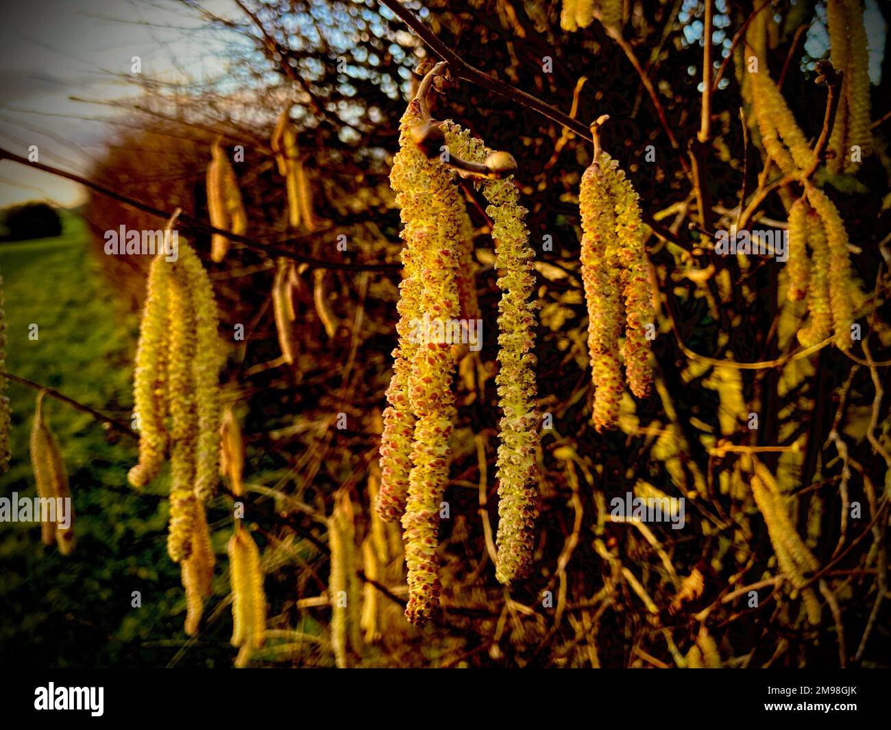 Catkins in Winter Thaxted Essex England January 2023 A catkin or ament is a slim, cylindrical flower cluster (a spike), with inconspicuous or no petals, usually wind-pollinated (anemophilous) but sometimes insect-pollinated (as in Salix). They contain many, usually unisexual flowers, arranged closely along a central stem that is often drooping. They are found in many plant families, including Betulaceae, Fagaceae, Moraceae, and Salicaceae. Stock Photo