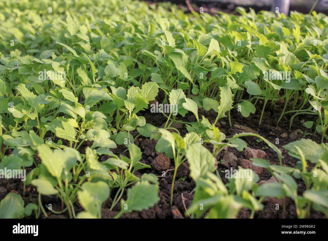 tasty and healthy turnips growing in a greenhouse Stock Photo Alamy
