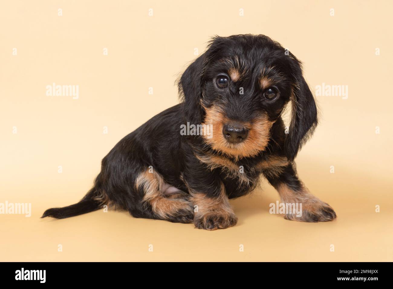 small wire-haired dachshund puppy on a light background. Portrait of dog. Cute pets Stock Photo