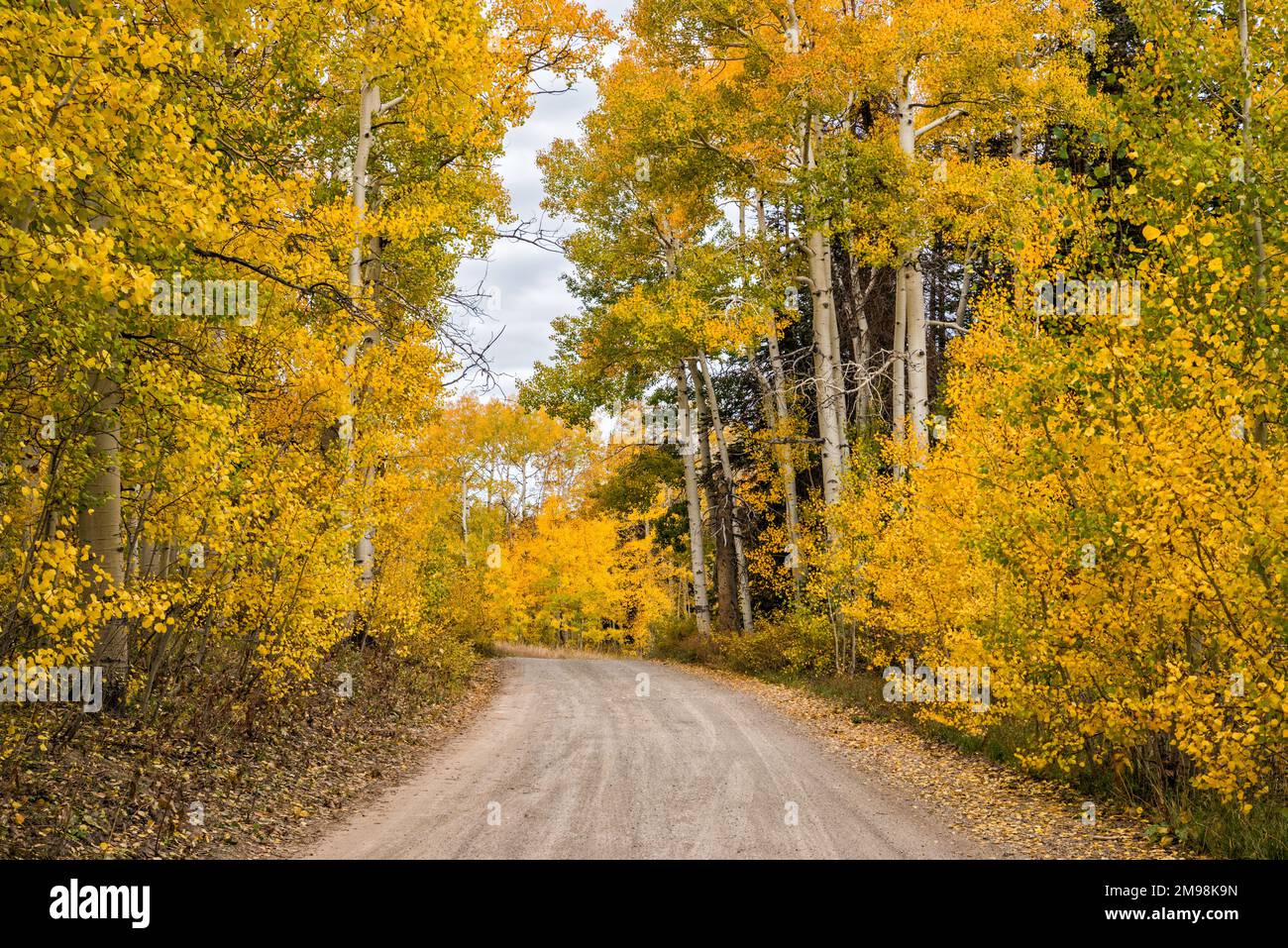 Aspen grove in fall season, Skyline Drive Scenic Drive, Wasatch Plateau, Manti La Sal National Forest, Utah, USA Stock Photo