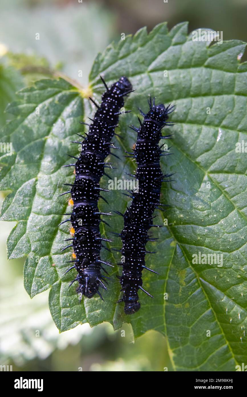Caterpillars on nettle leaves hi-res stock photography and images - Alamy