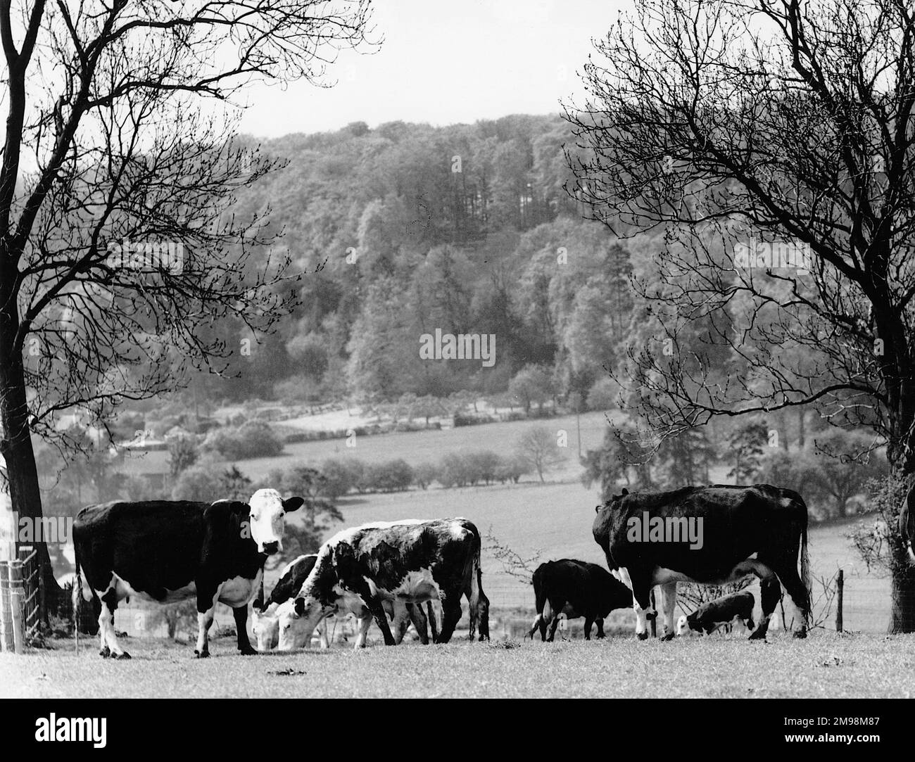 English farming scene - cows grazing on the hills at Bix Bottom nr Henley on Thames, Oxfordshire. Stock Photo