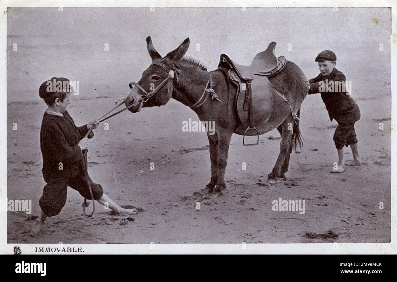 'Immovable' - two young boys fail to get a beach donkey to move! As stubborn as a mule... Stock Photo