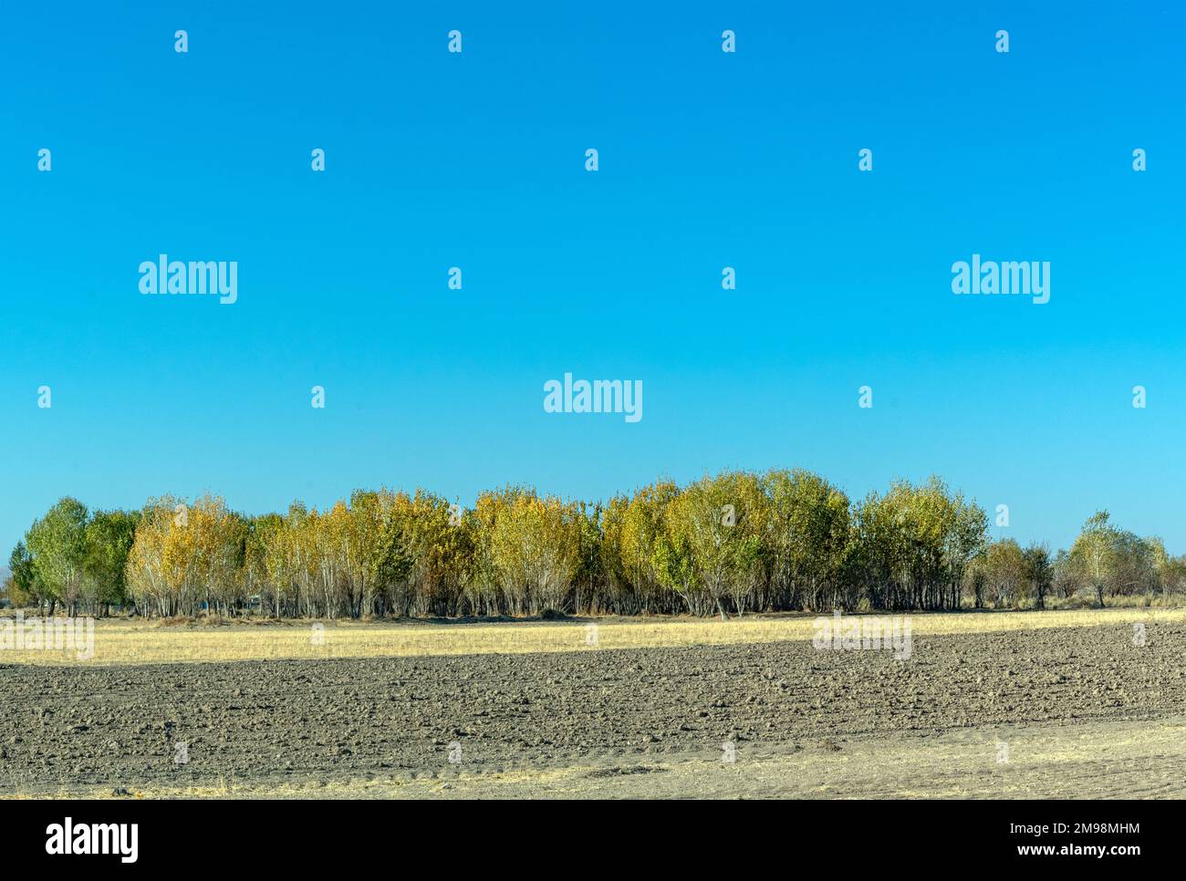 a mass of trees in autumn Stock Photo