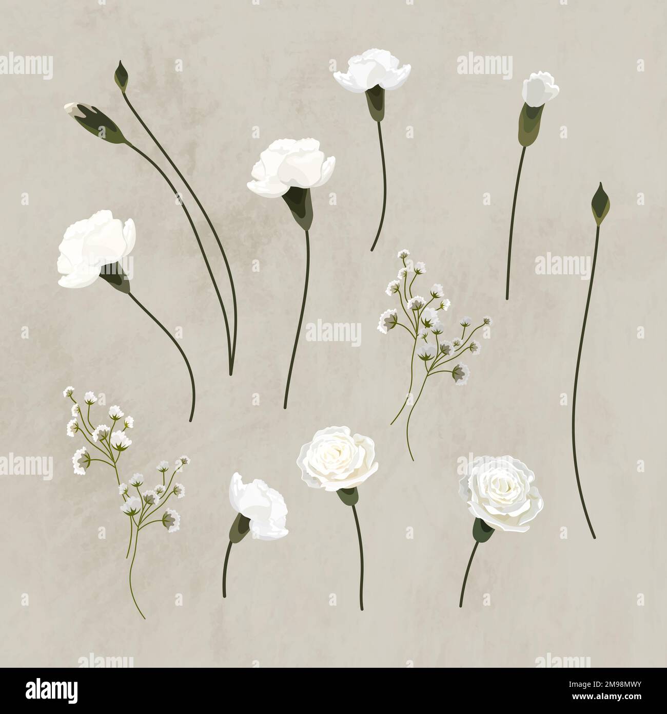 Blooming white carnation design element collection vector Stock Vector
