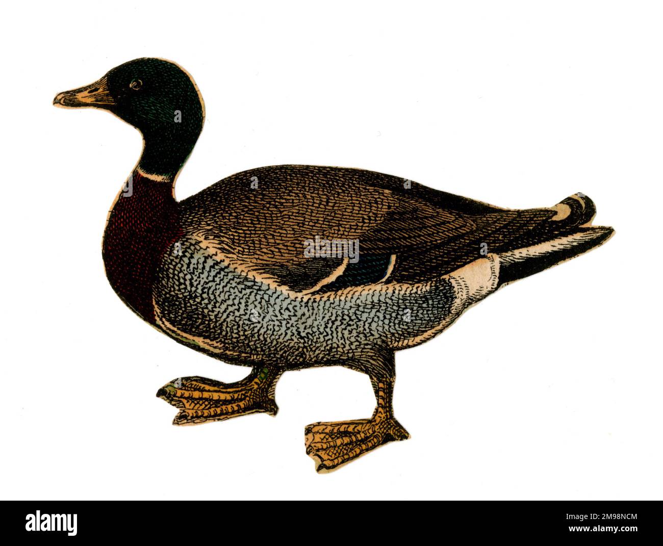 Duck Image Annotation Poultry duck Cut Out Stock Images & Pictures - Alamy