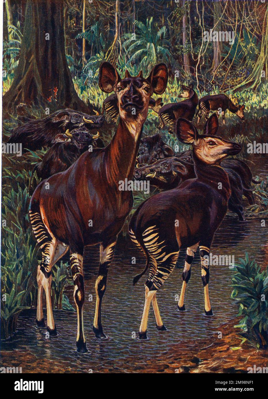 Okapi in the Congo Forest, by Sir H H Johnston. Stock Photo