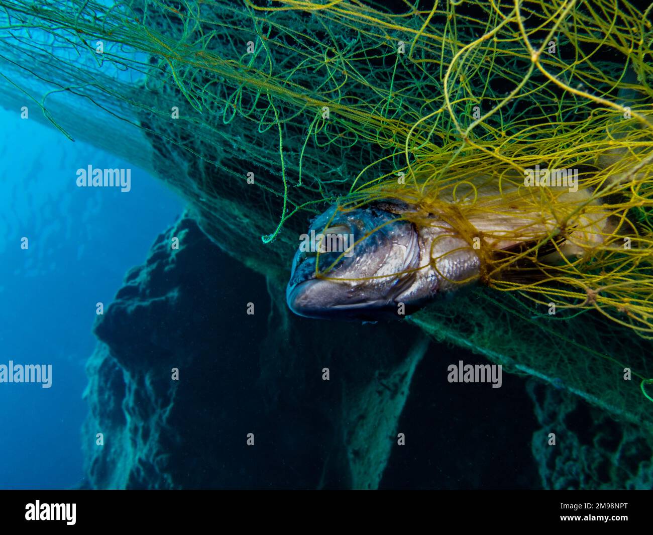 Ghost nets continue to kill marine life Stock Photo Alamy